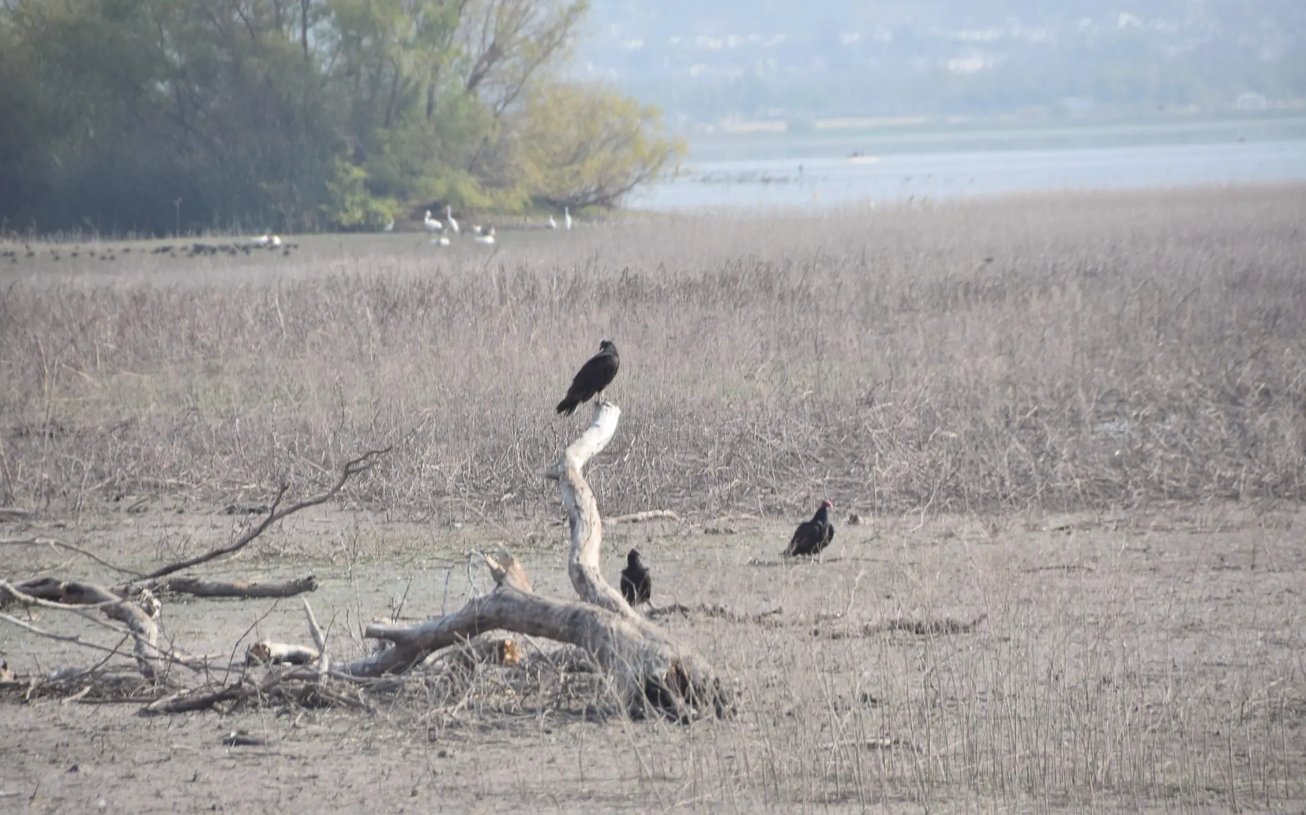 Presa del Palote al 40 por ciento